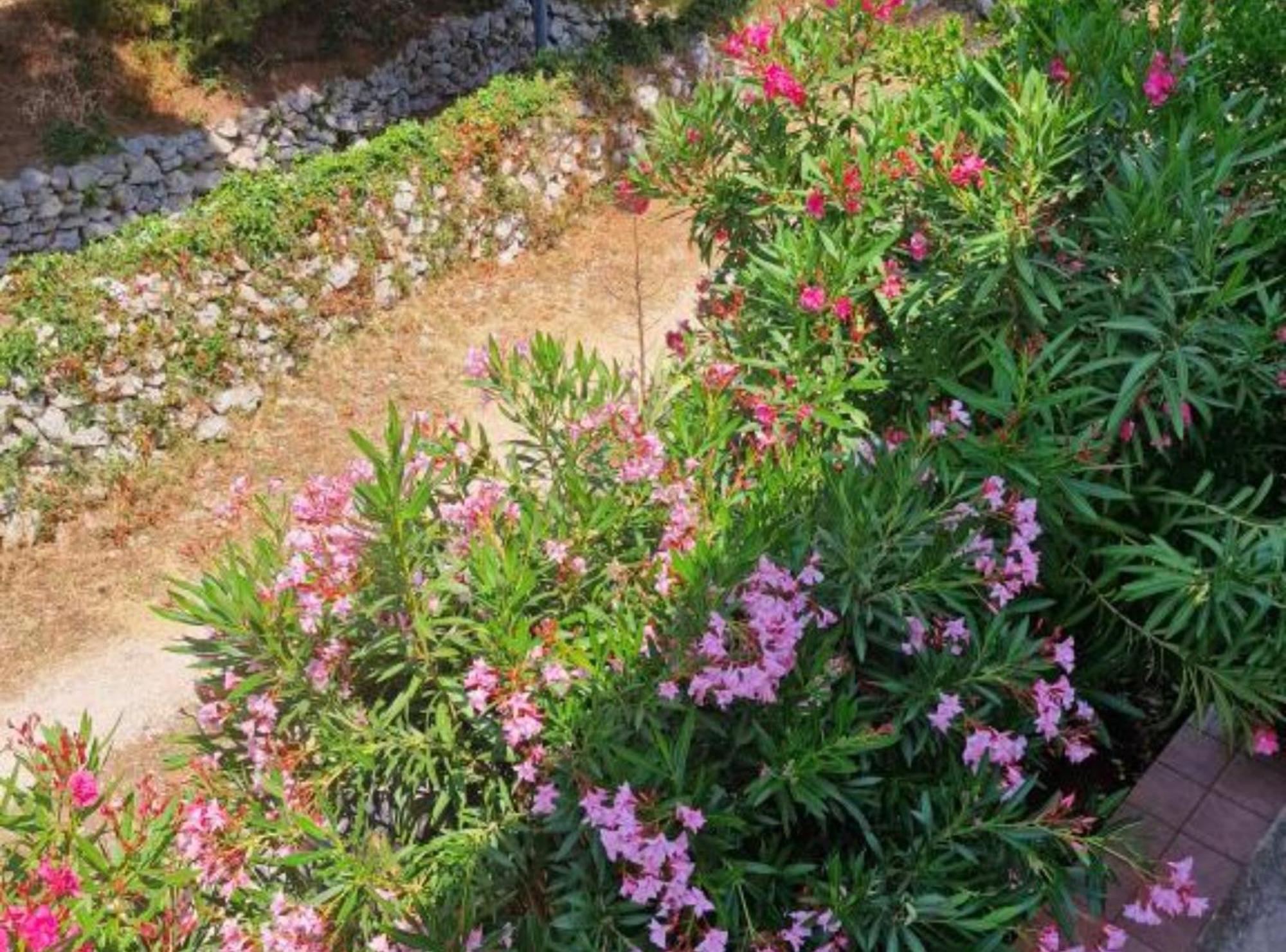 Pansion Belvedere Mali Lošinj Exteriör bild